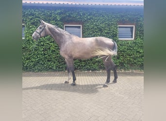 Zangersheider, Gelding, 5 years, 17.2 hh, Grey