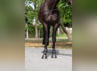 Zangersheider, Gelding, 5 years, 17 hh, Bay-Dark