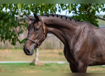 Zangersheider, Gelding, 5 years, 17 hh, Bay-Dark
