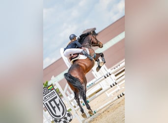 Zangersheider, Gelding, 5 years, 17 hh, Bay-Dark