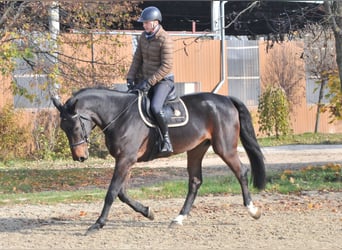 Zangersheider, Gelding, 5 years, 17 hh, Brown