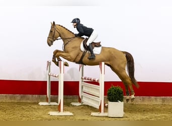 Zangersheider, Gelding, 5 years, 17 hh, Chestnut