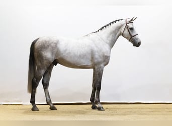 Zangersheider, Gelding, 5 years, 17 hh, Gray