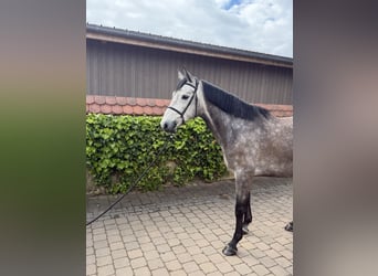 Zangersheider, Gelding, 5 years, 17 hh, Grey