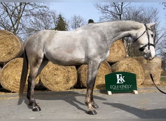 Zangersheider, Gelding, 5 years, 17 hh, Grey