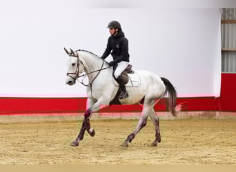 Zangersheider, Gelding, 5 years, 17 hh, Grey