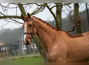 Zangersheider, Gelding, 5 years, 17 hh