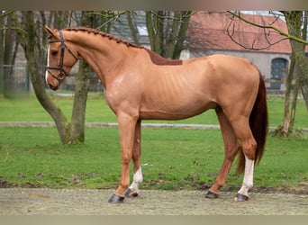 Zangersheider, Gelding, 5 years, 17 hh