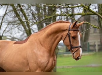 Zangersheider, Gelding, 5 years, 17 hh