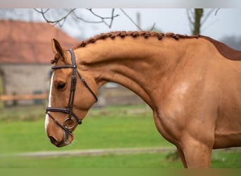 Zangersheider, Gelding, 5 years, 17 hh