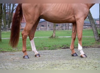 Zangersheider, Gelding, 5 years, 17 hh