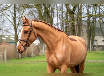 Zangersheider, Gelding, 5 years, 17 hh