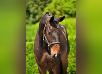 Zangersheider, Gelding, 5 years, 17,1 hh, Bay-Dark