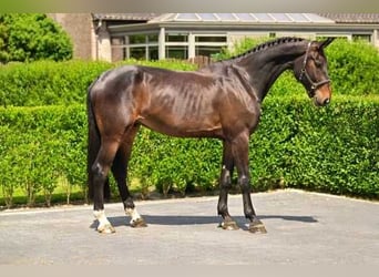 Zangersheider, Gelding, 5 years, 17,1 hh, Bay-Dark
