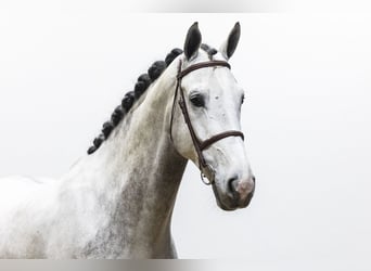 Zangersheider, Gelding, 5 years, 17,1 hh, Grey