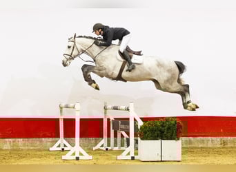 Zangersheider, Gelding, 5 years, 17,1 hh