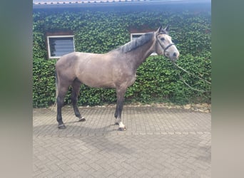 Zangersheider, Gelding, 5 years, 17,2 hh, Gray