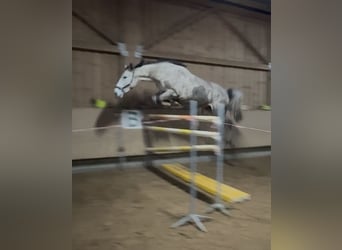 Zangersheider, Gelding, 5 years, 17,2 hh, White