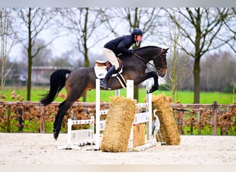 Zangersheider, Gelding, 5 years, Bay-Dark