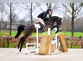 Zangersheider, Gelding, 5 years, Bay-Dark