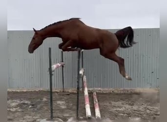 Zangersheider, Gelding, 5 years, Chestnut-Red