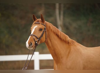 Zangersheider, Gelding, 5 years, Chestnut-Red