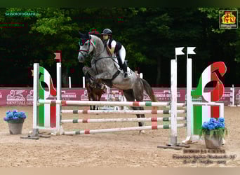 Zangersheider, Gelding, 5 years, Gray