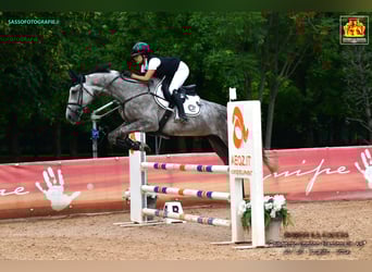 Zangersheider, Gelding, 5 years, Gray