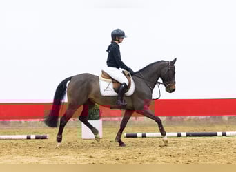 Zangersheider, Gelding, 6 years, 14,2 hh, Bay-Dark
