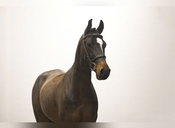 Zangersheider, Gelding, 6 years, 14,2 hh, Bay-Dark