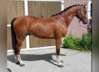 Zangersheider, Gelding, 6 years, 15.3 hh, Bay-Dark