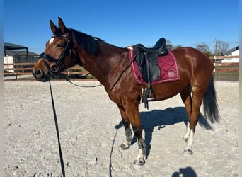 Zangersheider, Gelding, 6 years, 15.3 hh, Bay-Dark
