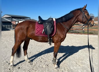 Zangersheider, Gelding, 6 years, 15.3 hh, Bay-Dark