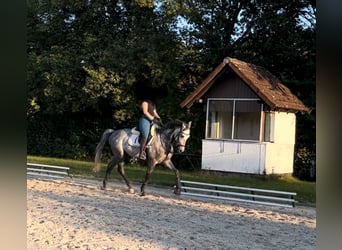 Zangersheider, Gelding, 6 years, 15.3 hh, Grey