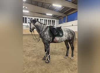 Zangersheider, Gelding, 6 years, 15,3 hh, Grey