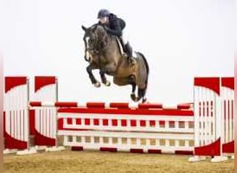 Zangersheider, Gelding, 6 years, 16,1 hh, Bay-Dark