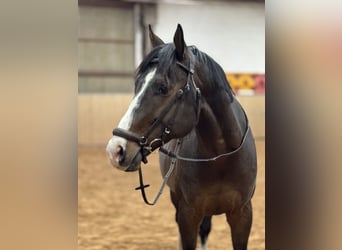 Zangersheider, Gelding, 6 years, 16.1 hh, Brown