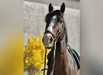 Zangersheider, Gelding, 6 years, 16.1 hh, Brown