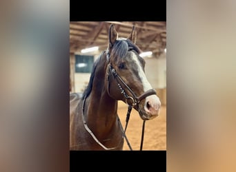 Zangersheider, Gelding, 6 years, 16.1 hh, Brown