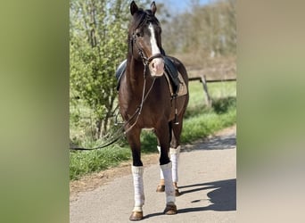 Zangersheider, Gelding, 6 years, 16.1 hh, Brown