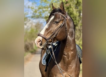 Zangersheider, Gelding, 6 years, 16.1 hh, Brown