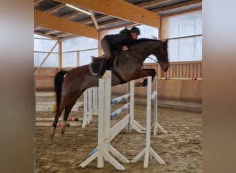 Zangersheider, Gelding, 6 years, 16.1 hh, Brown