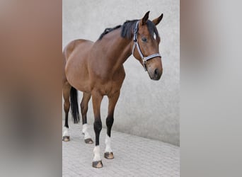 Zangersheider, Gelding, 6 years, 16.1 hh, Brown