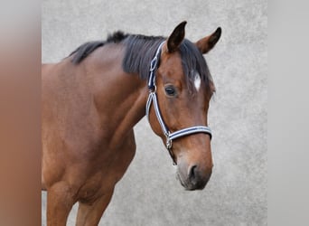 Zangersheider, Gelding, 6 years, 16.1 hh, Brown