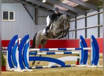 Zangersheider, Gelding, 6 years, 16,1 hh, Brown