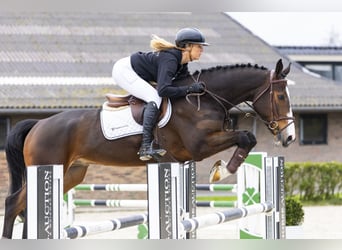 Zangersheider, Gelding, 6 years, 16.1 hh, Brown