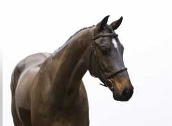 Zangersheider, Gelding, 6 years, 16,1 hh, Brown