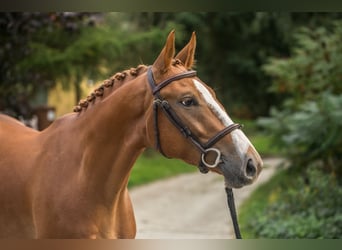 Zangersheider, Gelding, 6 years, 16,1 hh, Chestnut-Red