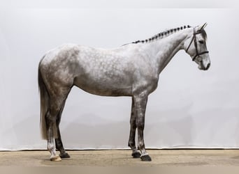 Zangersheider, Gelding, 6 years, 16,1 hh, Gray-Red-Tan