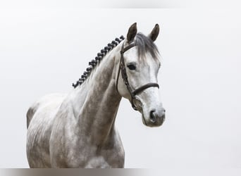 Zangersheider, Gelding, 6 years, 16,1 hh, Gray-Red-Tan